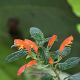 Costa Rica20150406-1729-1129